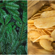 Image for article titled British grocery chain spruces up shelves with Christmas-tree flavored chips